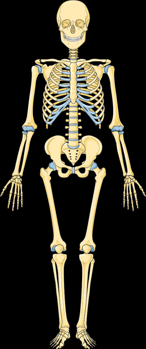 Human Skeleton Illustration