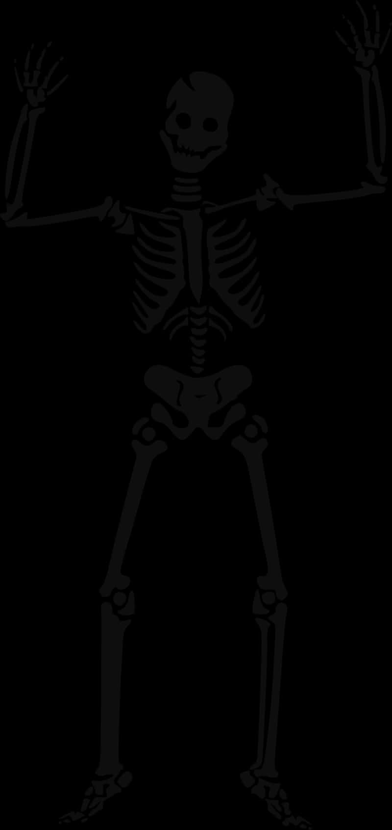 Human Skeleton Illustration