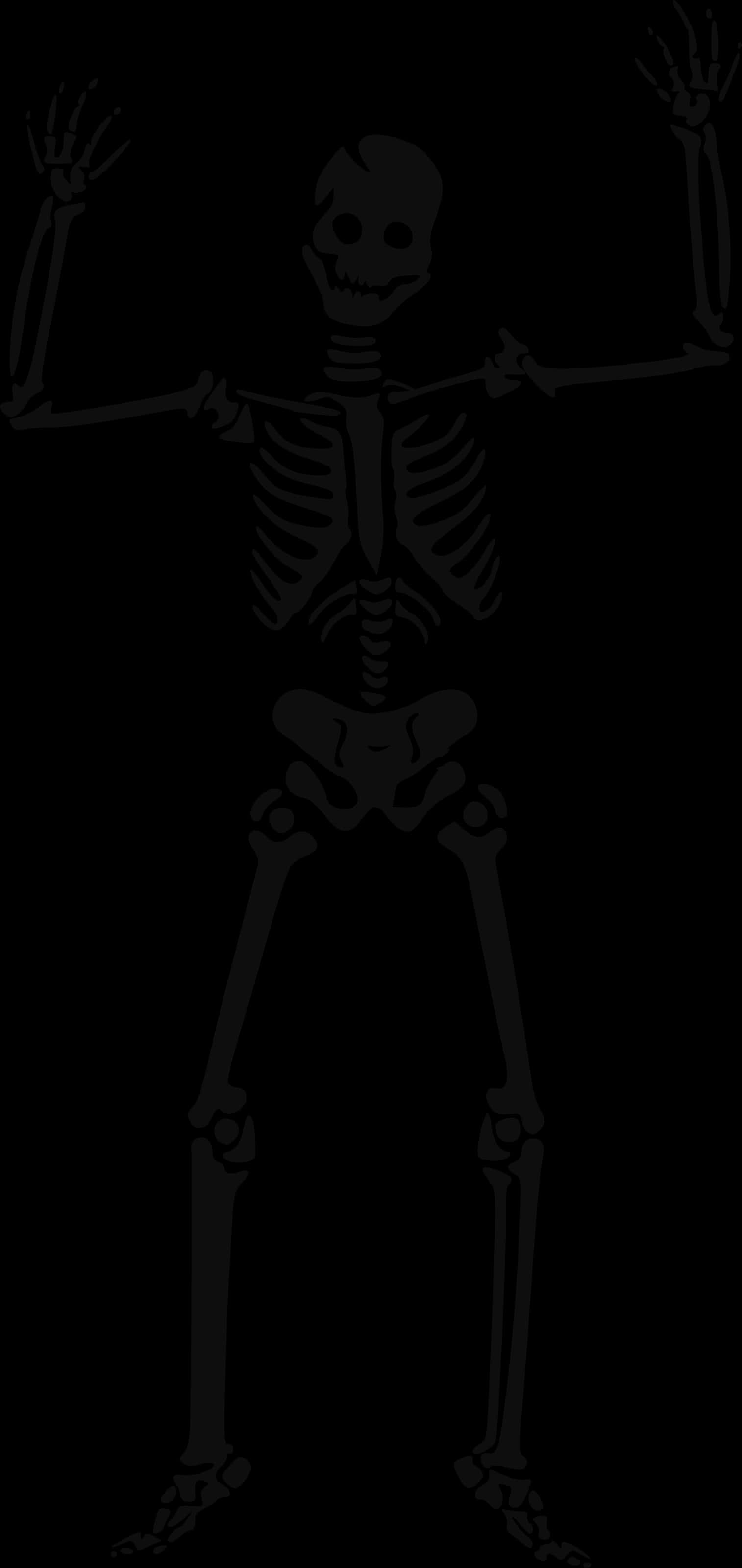 Human Skeleton Illustration