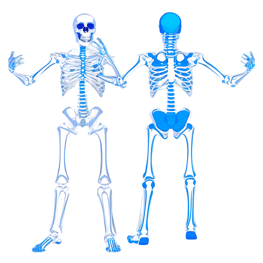 Human Skeleton In Dynamic Poses Png 06262024