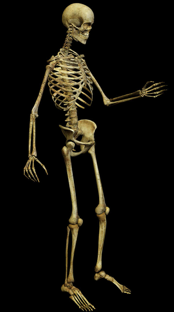 Human Skeleton Isolatedon Black