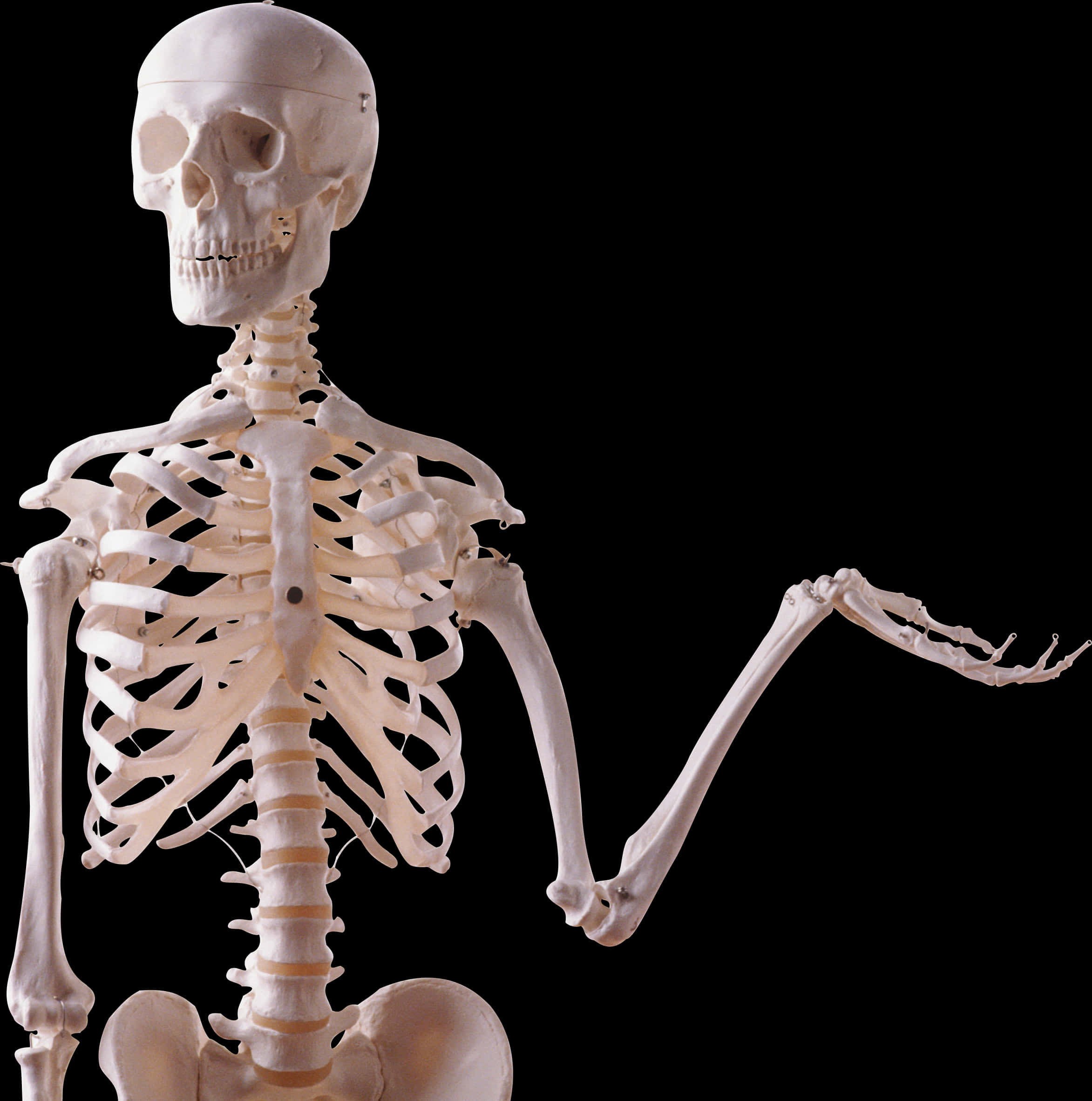 Human Skeleton Model Display