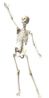 Human Skeleton Raising Hand