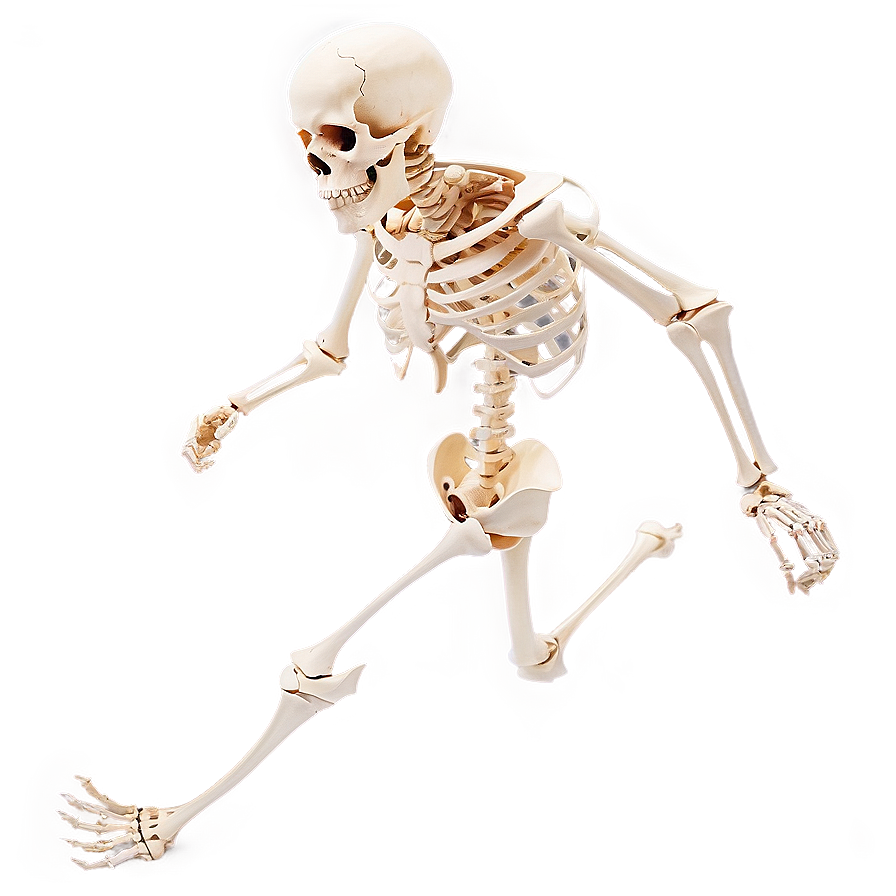 Human Skeleton Running Pose Png Hut