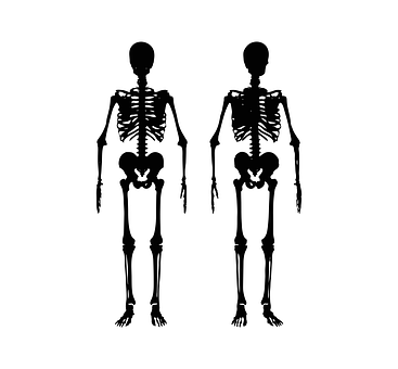 Human Skeleton Silhouettes