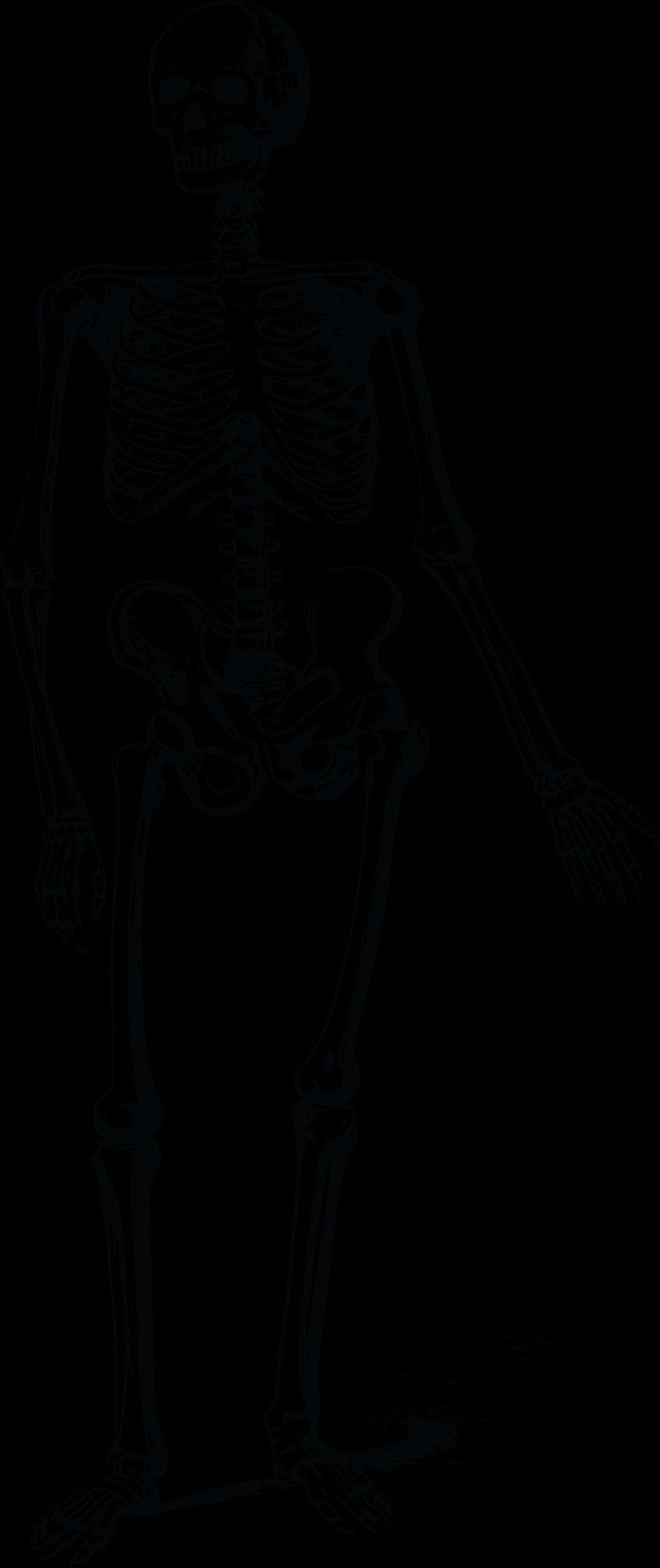 Human Skeleton Standing Dark Background