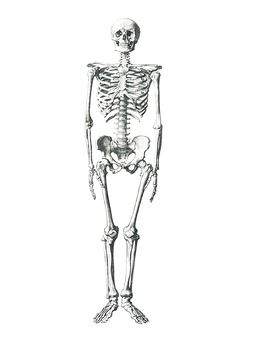 Human Skeleton Standing Dark Background