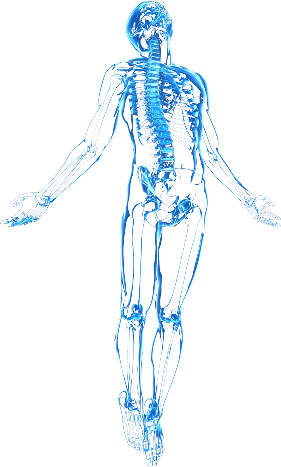 Human Skeleton X Ray View