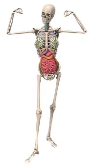 Human Skeletonwith Internal Organs