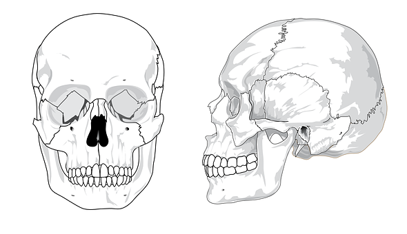 Human Skull Anatomy Illustration