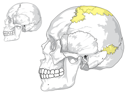 Human Skull Anatomy Illustration