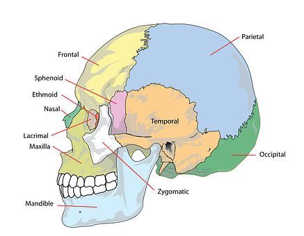 Human Skull Anatomy Labeled