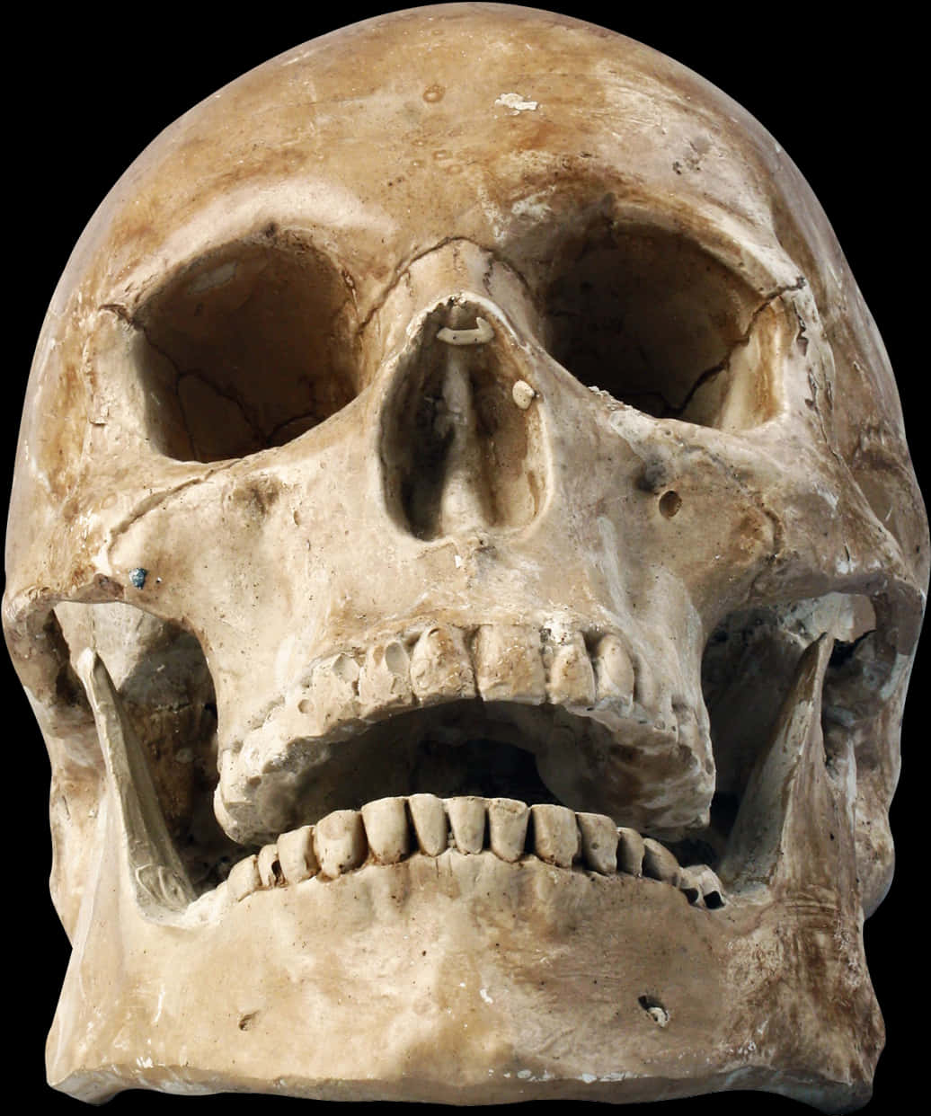 Human_ Skull_ Closeup