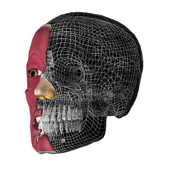 Human Skull Half Muscle Half Wireframe