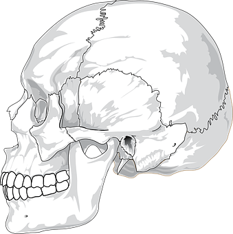 Human Skull Illustration