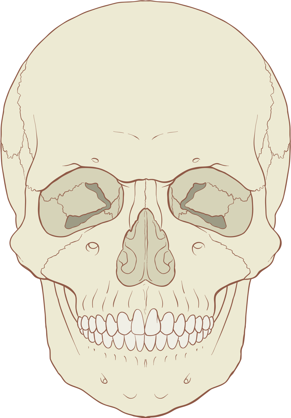 Human Skull Illustration