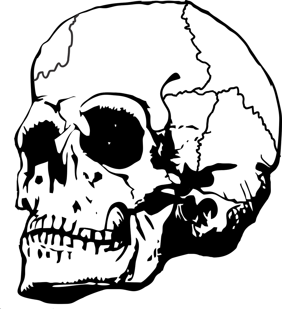 Human Skull Illustration