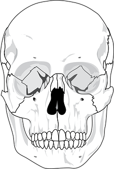 Human Skull Illustration