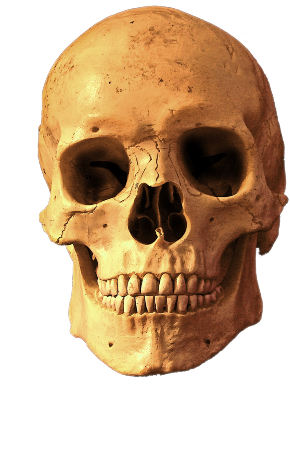 Human Skull Isolated Transparent Background