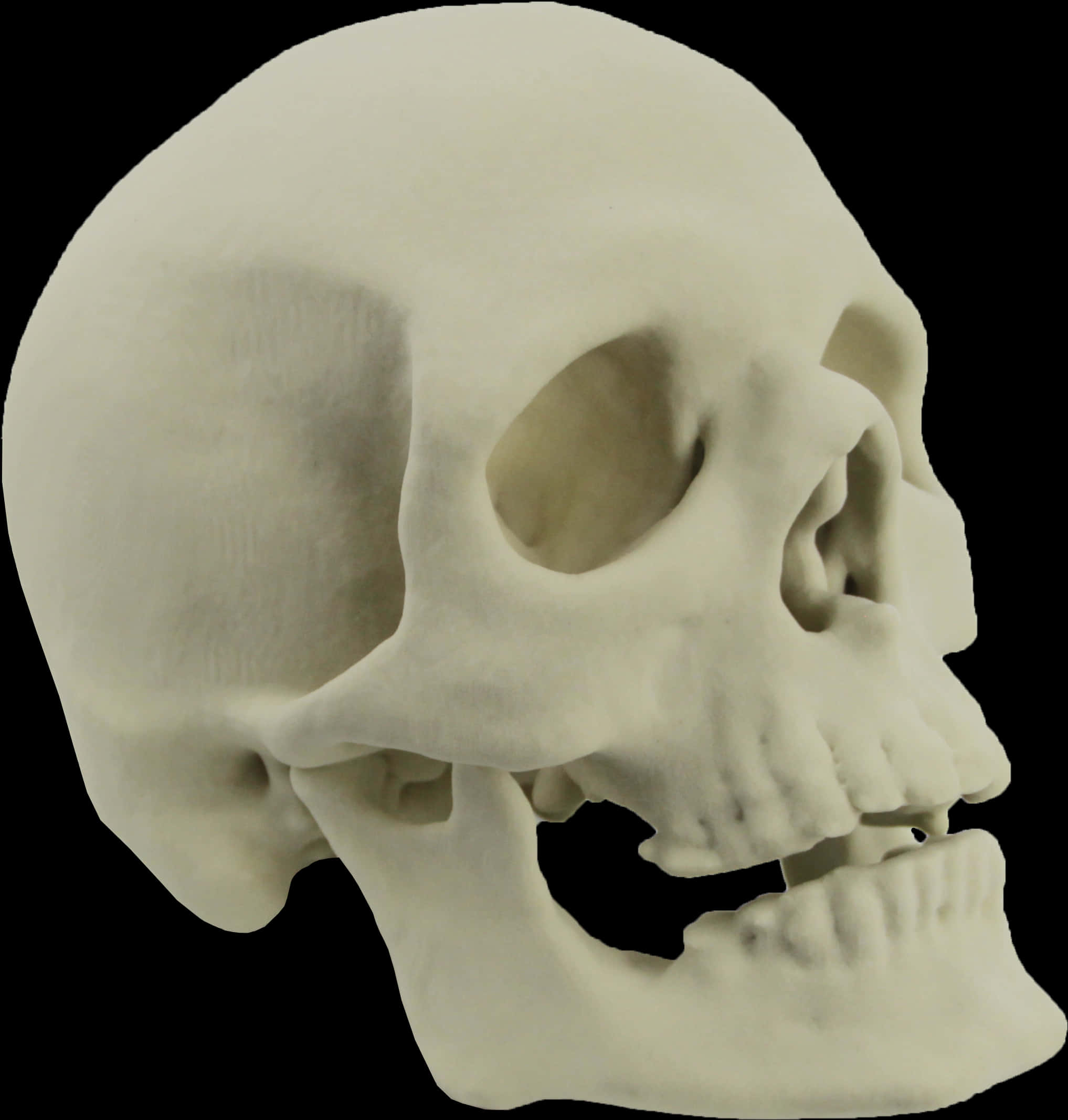 Human Skull Model Side View