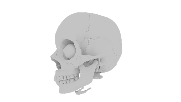 Human Skull Model Side View