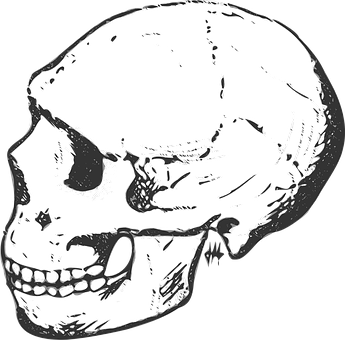 Human Skull Side View Graphic