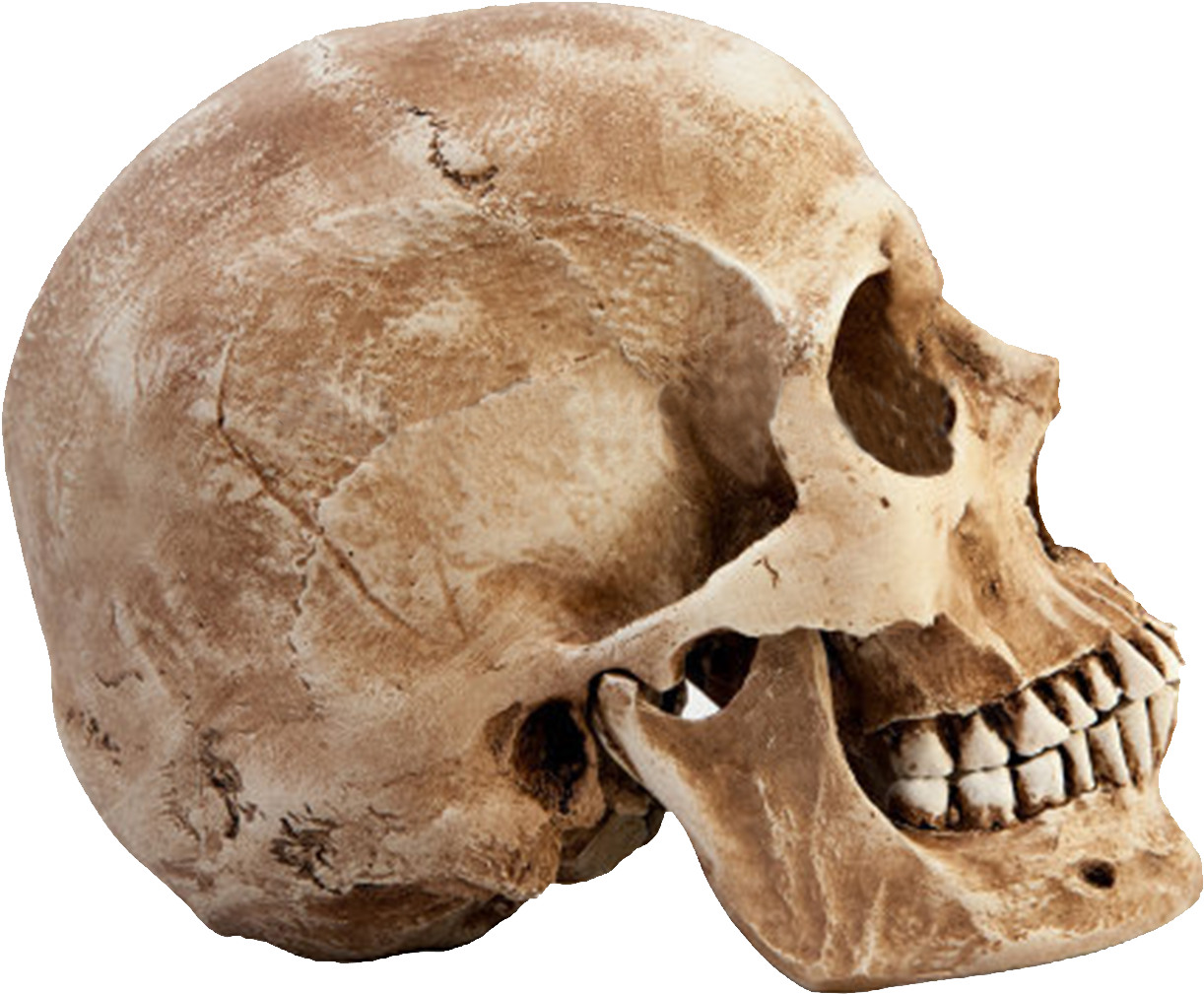 Human Skull Side View.png