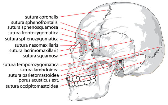 Human Skull Sutures Identification