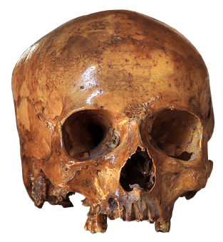 Human Skull Top View