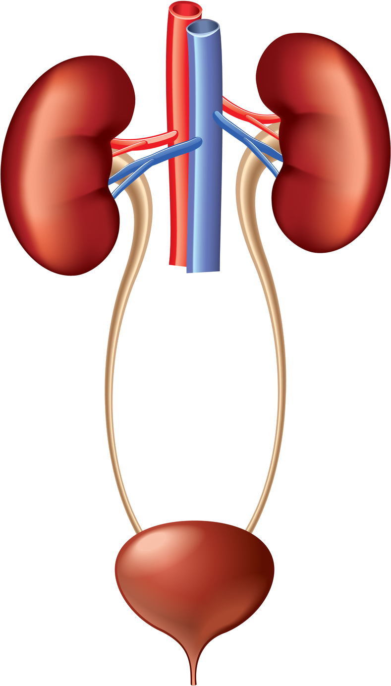 Human Urinary System Anatomy