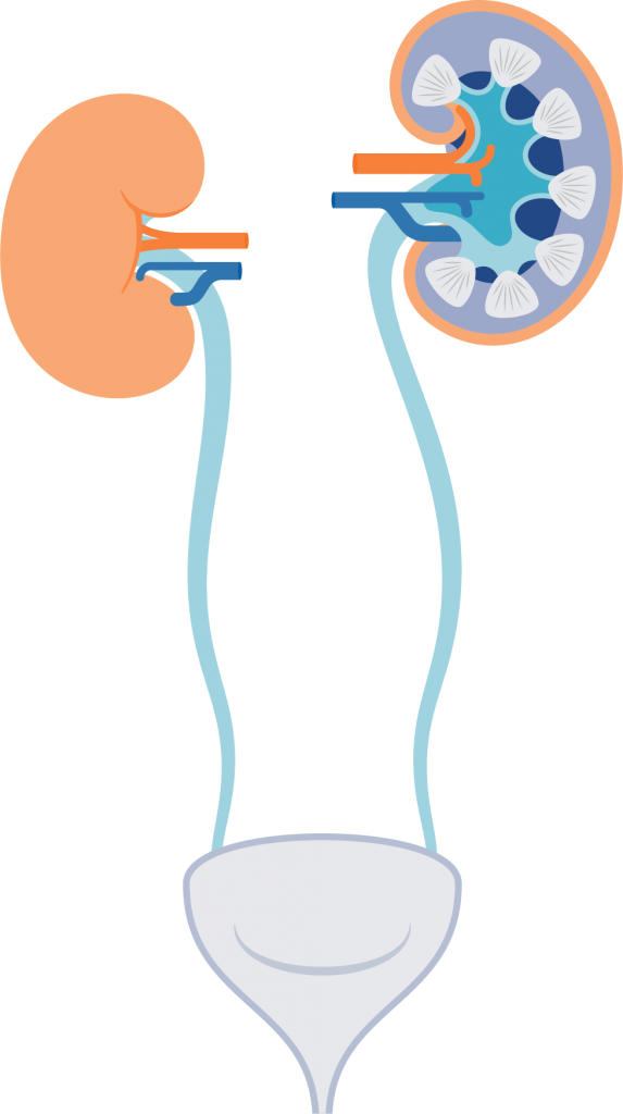 Human Urinary System Illustration