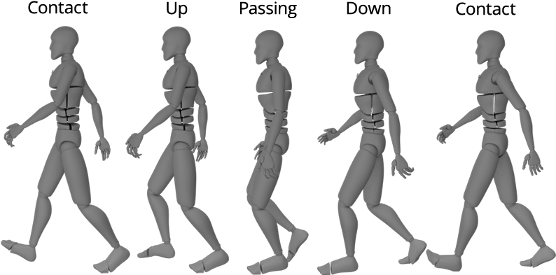 Human Walking Cycle Animation Stages