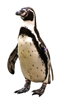 Humboldt Penguin Standing