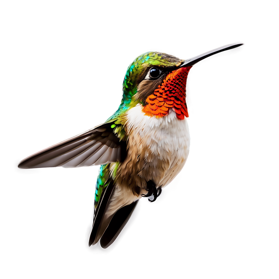 Hummingbird Clipart Png Hjy