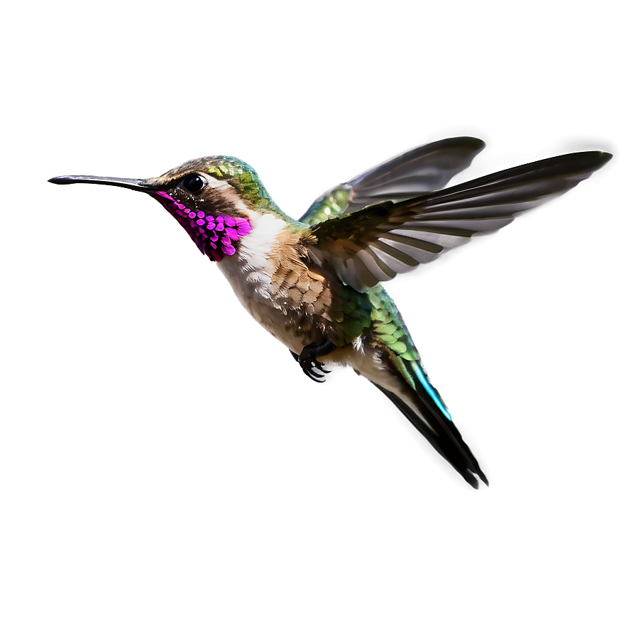 Hummingbird In Flight Png 33