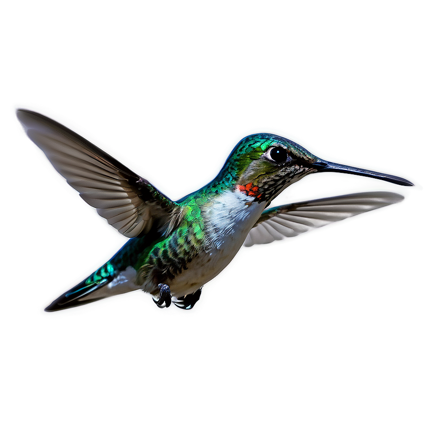 Hummingbird In Flight Png Rim90