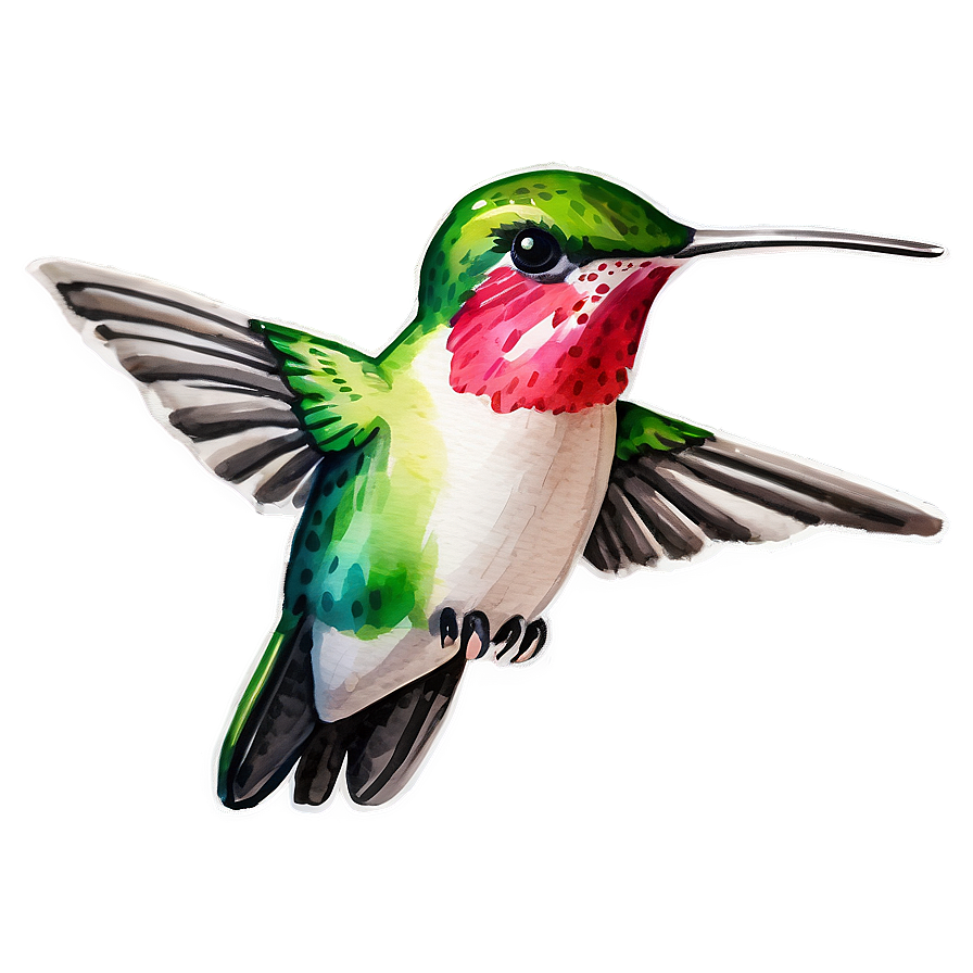 Hummingbird Watercolor Png 73