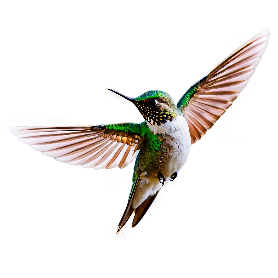 Hummingbird Wings Spread Png Ktc
