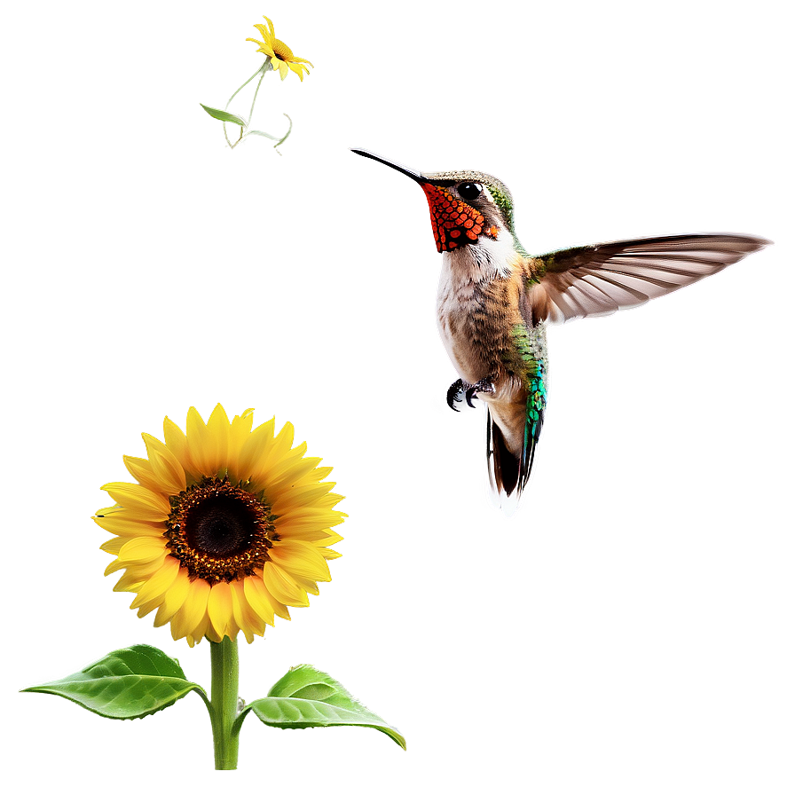 Hummingbird With Sunflower Png 05212024