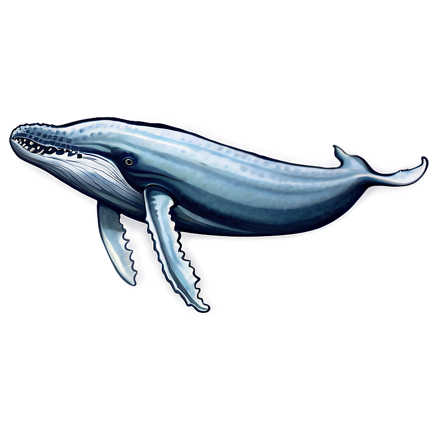 Humpback Whale Ancient Drawing Png Qdc11