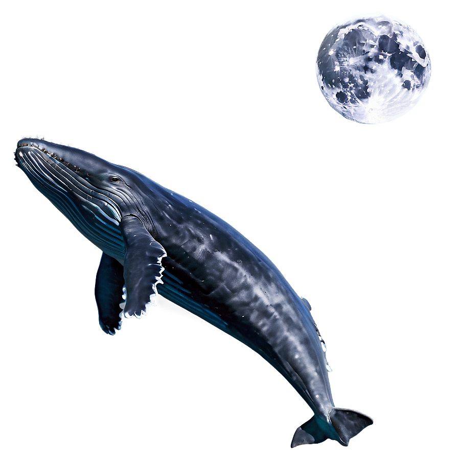 Humpback Whale And Moonlight Png 06212024