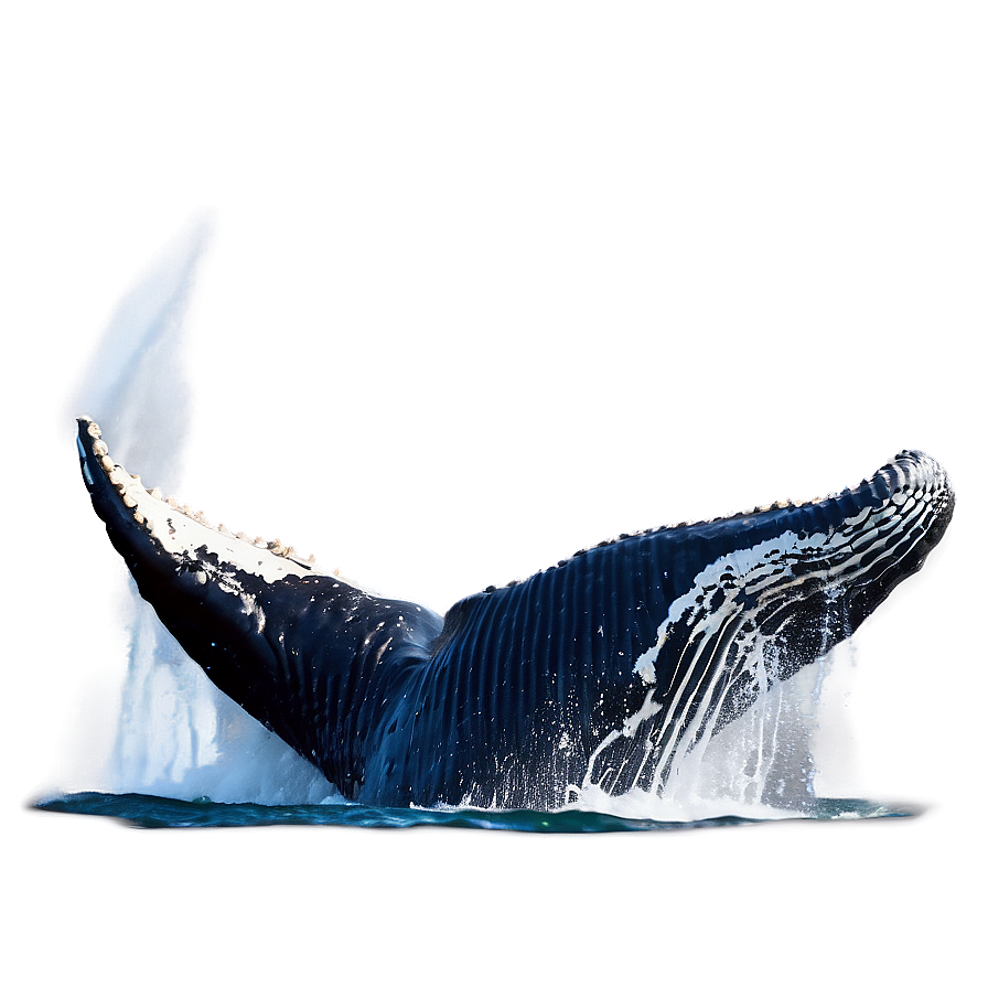 Humpback Whale Breaching Water Png 54