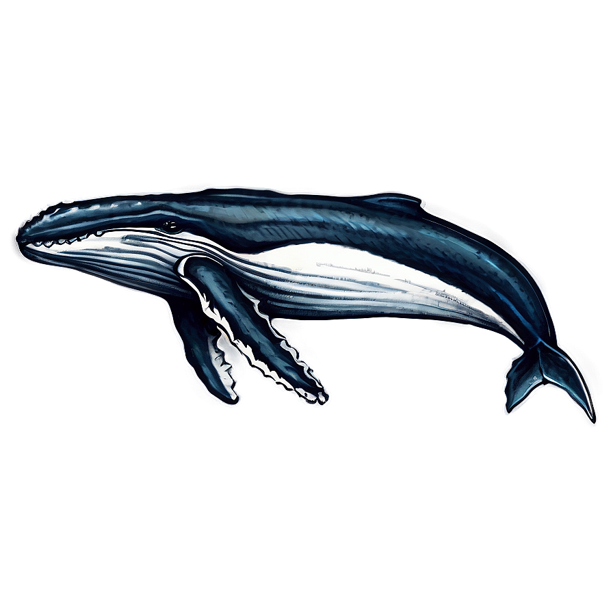 Humpback Whale Detailed Sketch Png 77