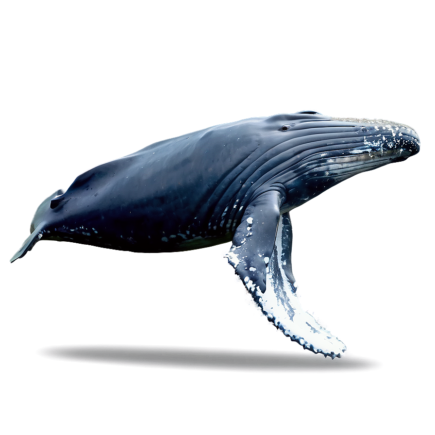 Humpback Whale Fluking Behavior Png Lco