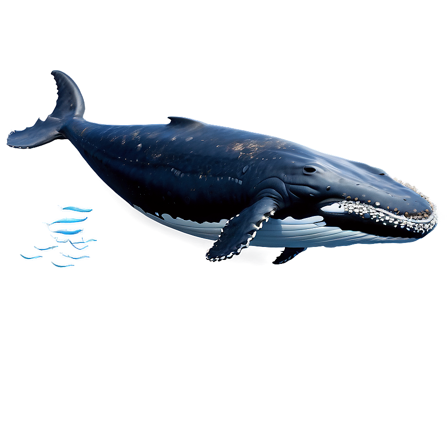 Humpback Whale Full Body Png Wnu