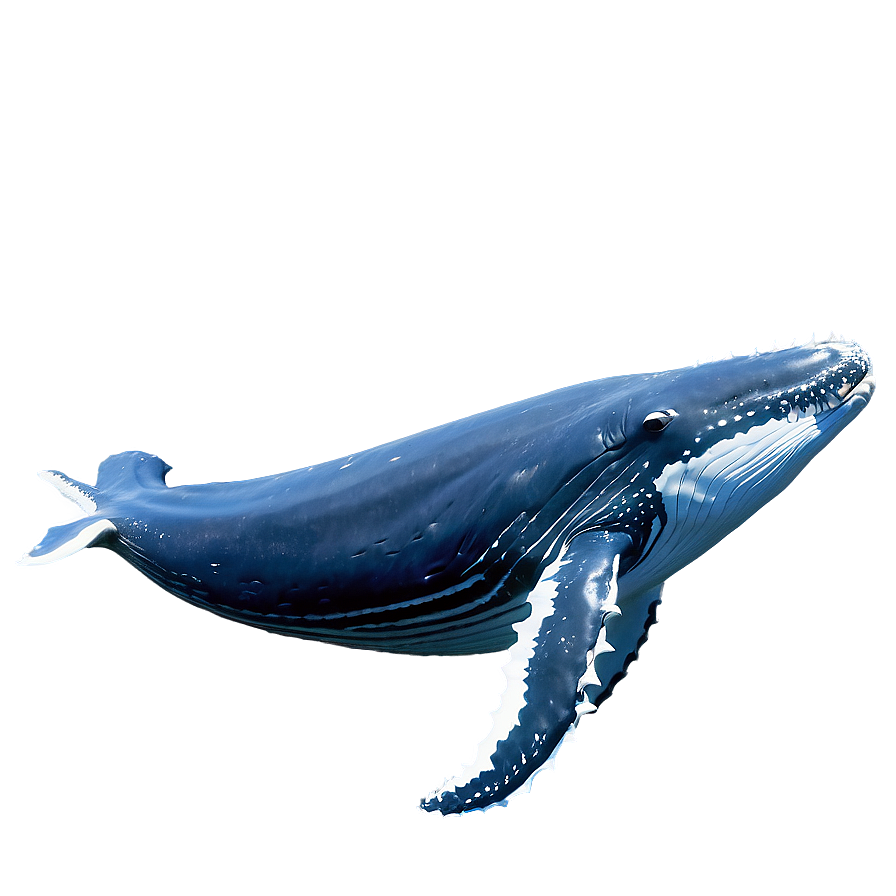 Humpback Whale Gliding Underwater Png 78