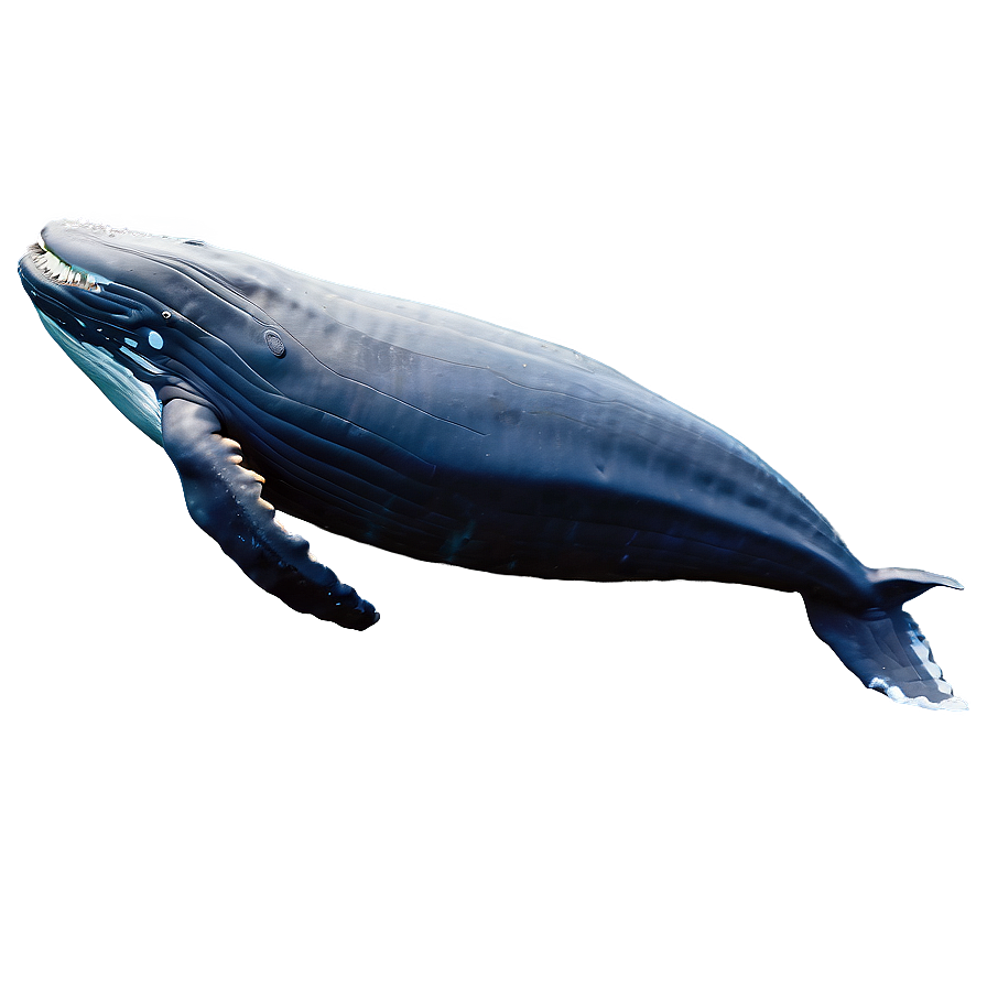 Humpback Whale Gliding Underwater Png Nwk