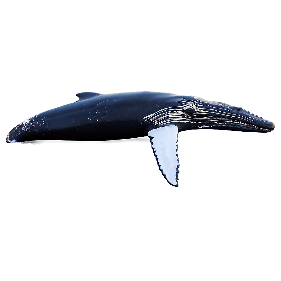 Humpback Whale In Arctic Waters Png Jtu