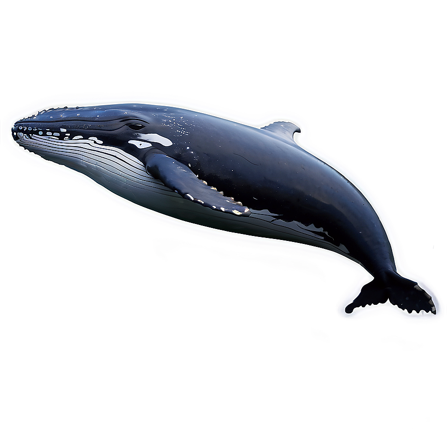 Humpback Whale In Natural Habitat Png 19