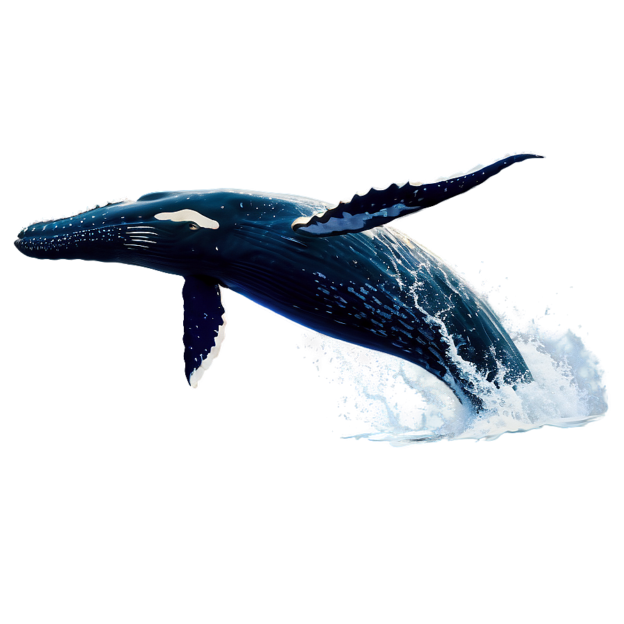 Humpback Whale Jumping Animation Png 06212024